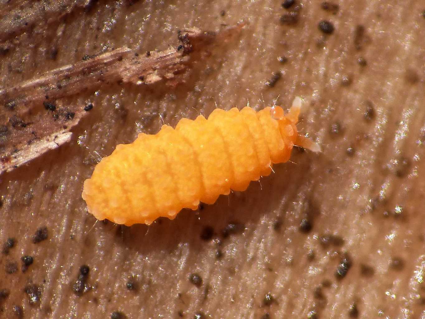 Bilobella aurantiaca (Caroli,1910)